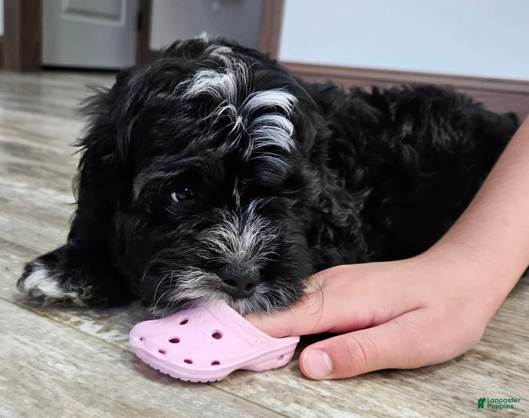 Mini Bernedoodle dogs for sale: Carrie - Ad 2