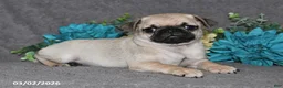 Pug dogs for sale: Biscuit - Ad 2