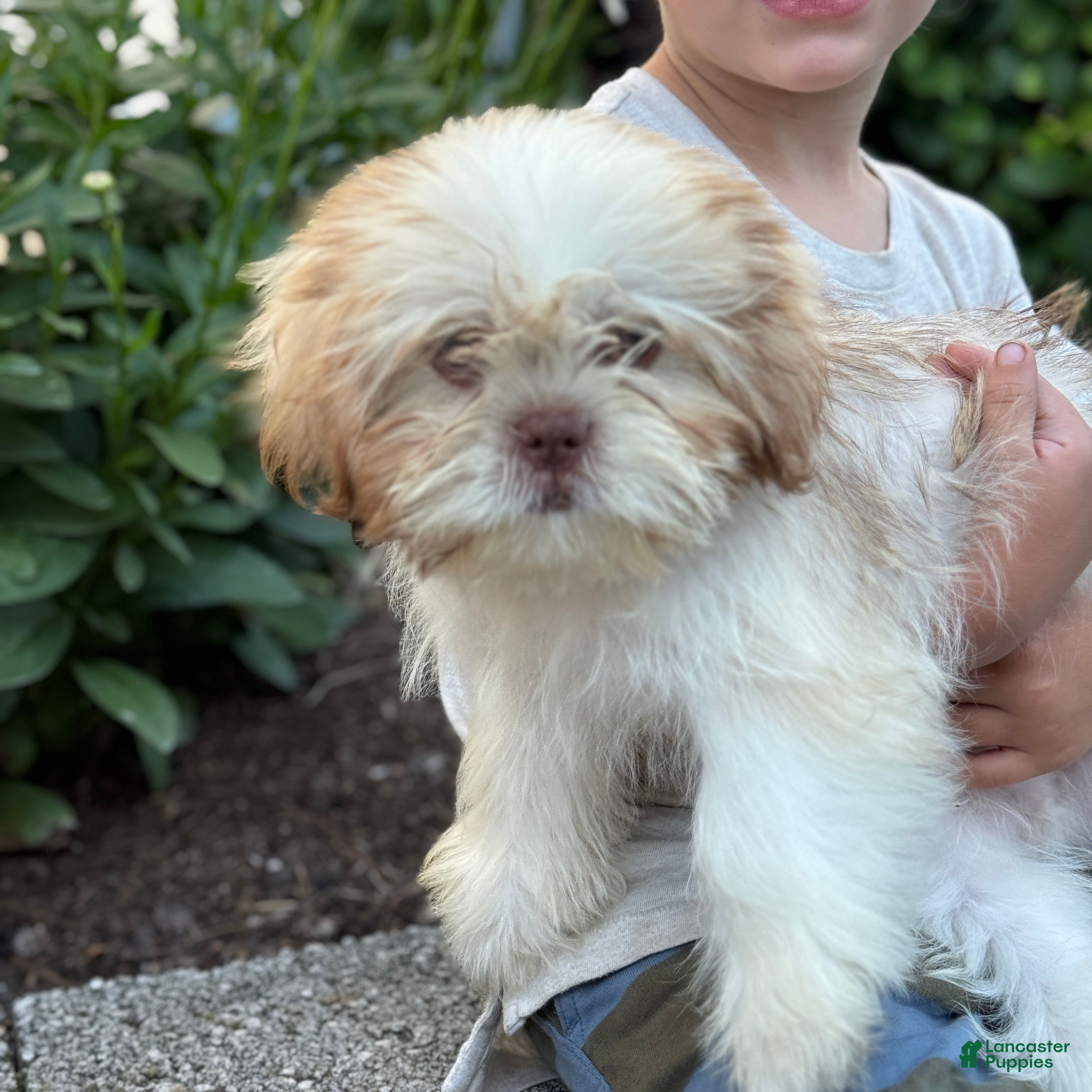 Shih Tzu dogs Jasper - Ad 2