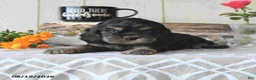 Cocker Spaniel dogs for sale: Jody - Ad 3