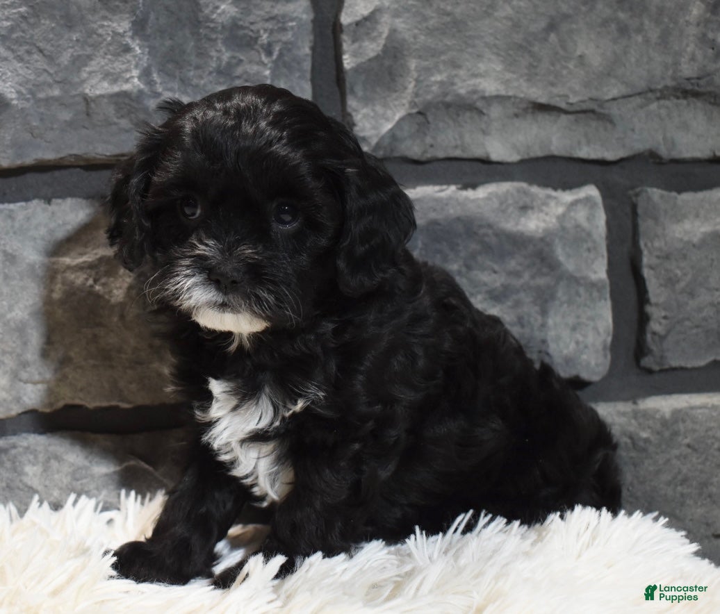 Cavapoo dogs Sage - Ad 21