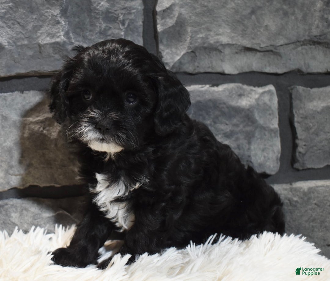 Cavapoo dogs for sale: Sage - Ad 1