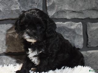 Cavapoo dogs Sage - Ad 34