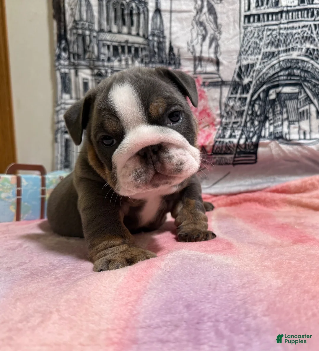 English Bulldog dogs for sale: Paris  - Ad 1