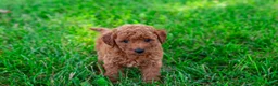 Toy Poodle dogs for sale: Peto - Ad 2