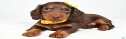 Miniature Dachshund dogs for sale: Cody - Ad 5