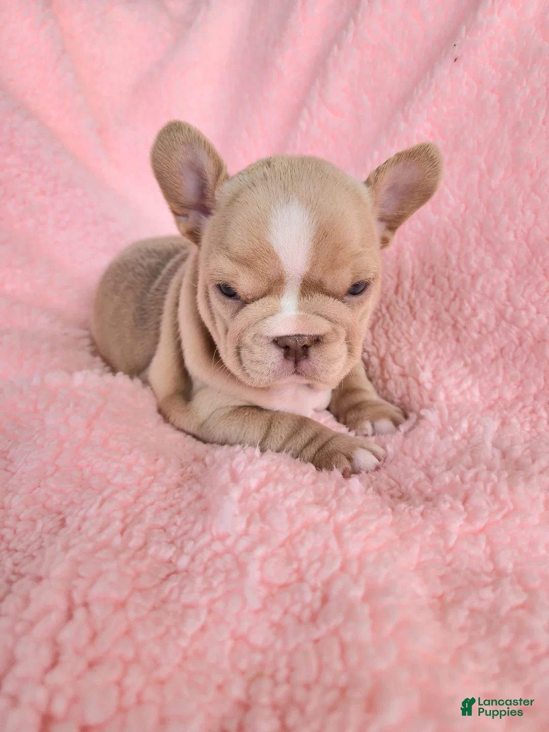 French Bulldog dogs for sale: Izzy - Ad 11