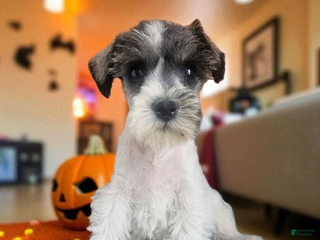 Miniature Schnauzer dogs - Ad 40