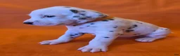 Dalmatian dogs for sale: Orange - Ad 1