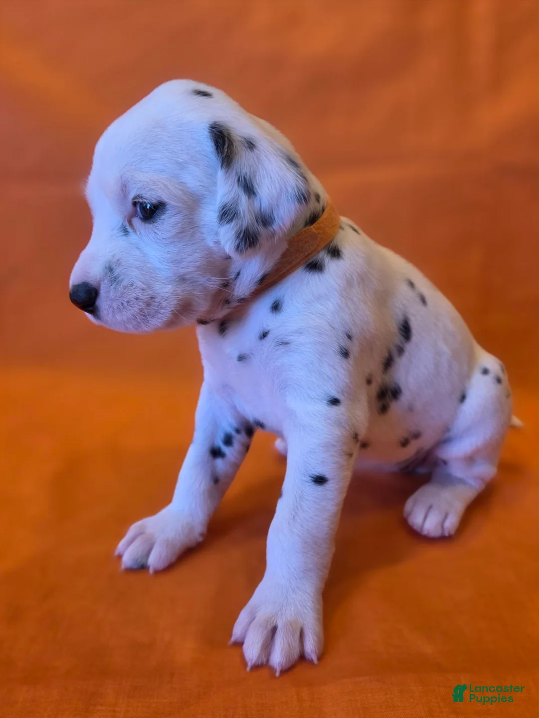 Dalmatian dogs for sale: Orange - Ad 1