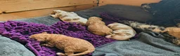 Mini Goldendoodle dogs for sale: Mini Goldendoodle Male 1 - Ad 15