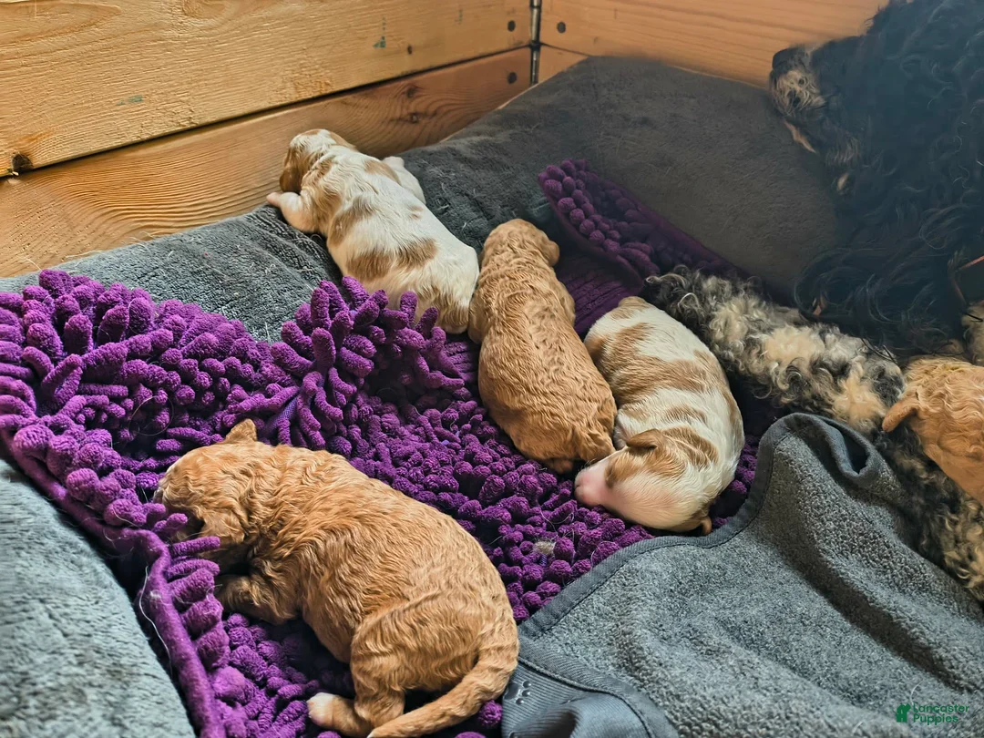Mini Goldendoodle dogs for sale: Mini Goldendoodle Girl 2 - Ad 20