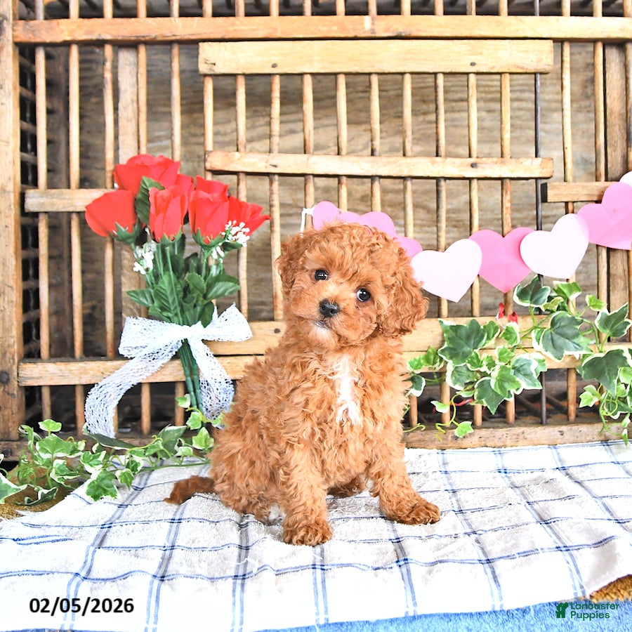 Cavapoo dogs Ashley - Ad 29