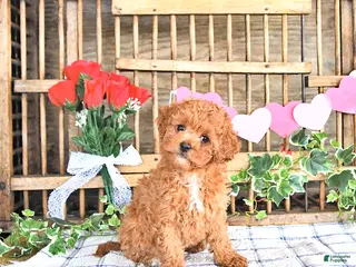 Cavapoo dogs Ashley - Ad 29