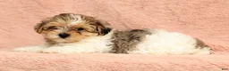 Yorkiepoo dogs for sale: Sadie - Ad 9