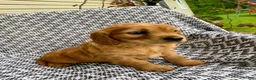 Miniature Golden Retriever dogs for sale: Moose - Ad 6
