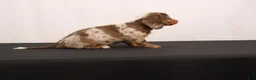 Dachshund dogs for sale: Snowy - Ad 10