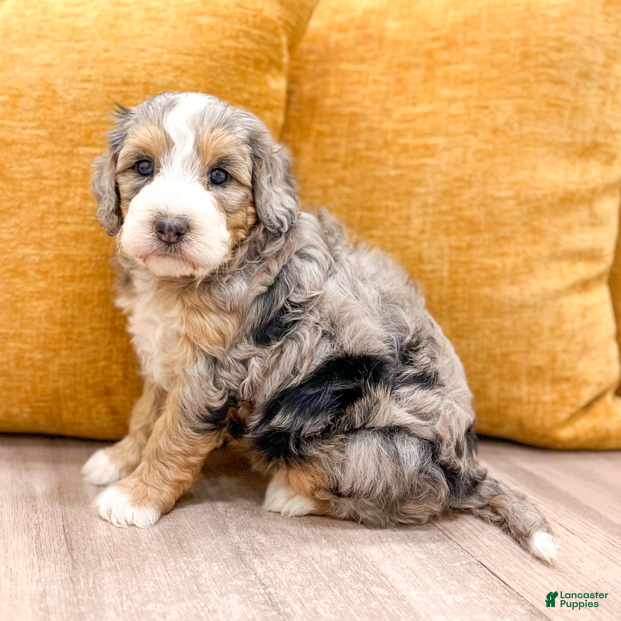 Mini Bernedoodle dogs Ashley - Micro Mini - Ad 1