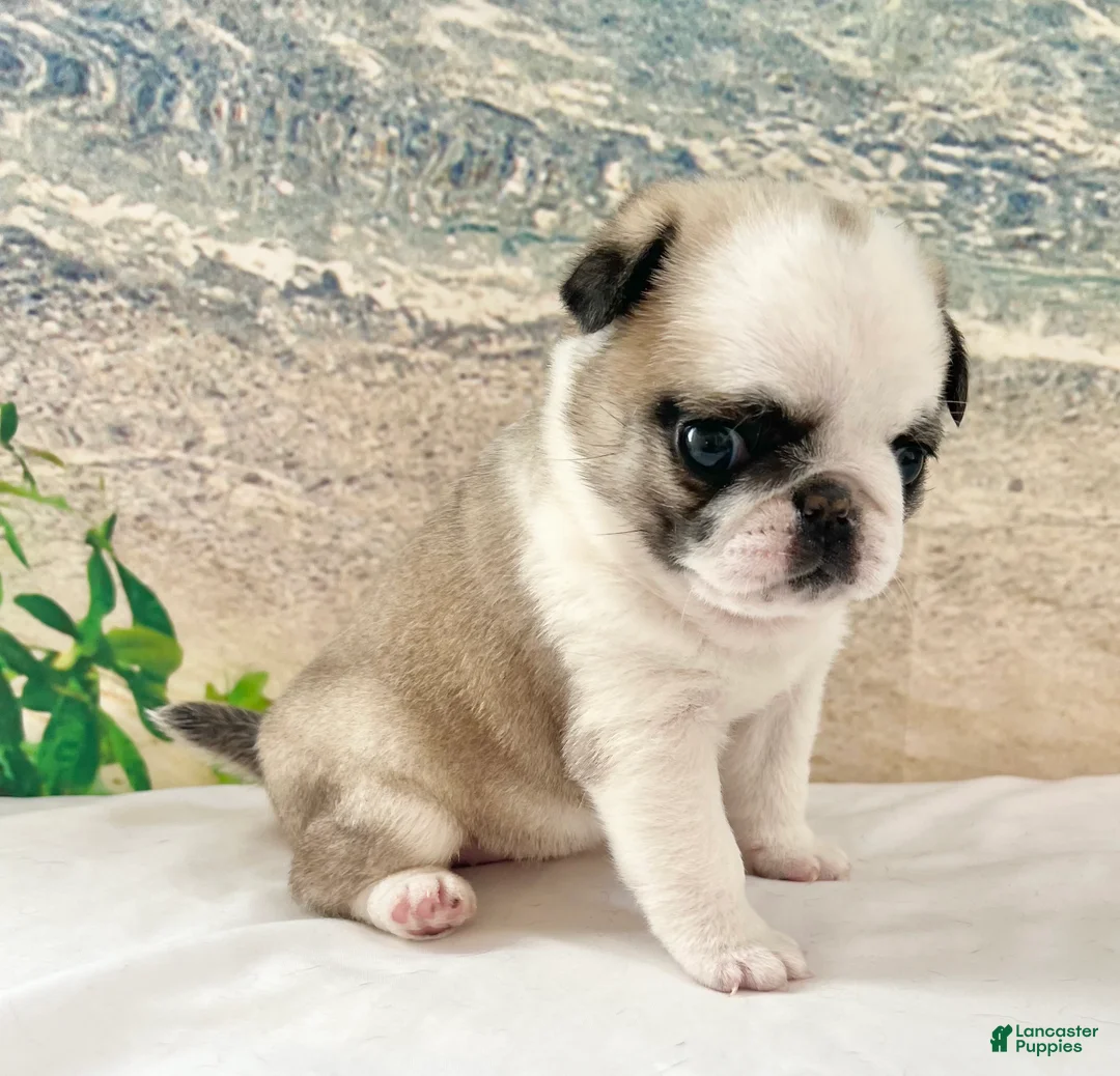 Pug dogs for sale: Pug Puppy 8 - Ad 2