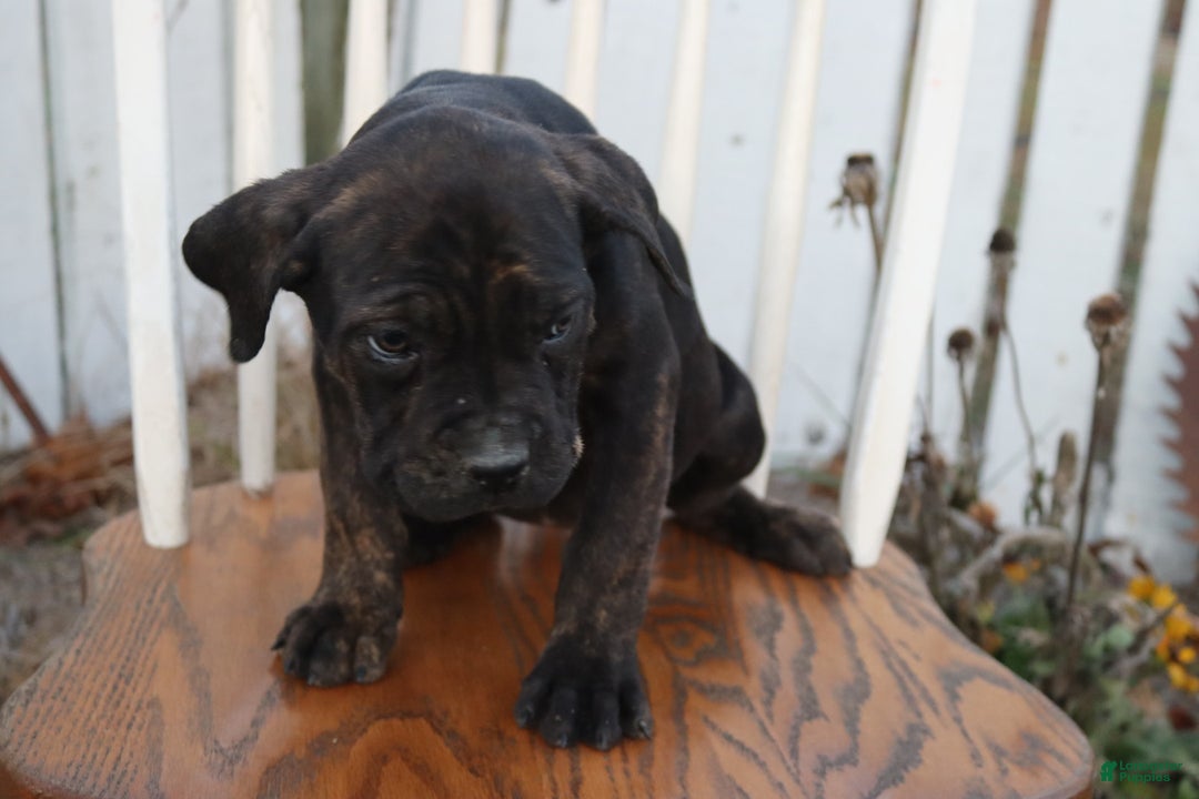 Cane Corso dogs for sale: Brenda - Ad 5
