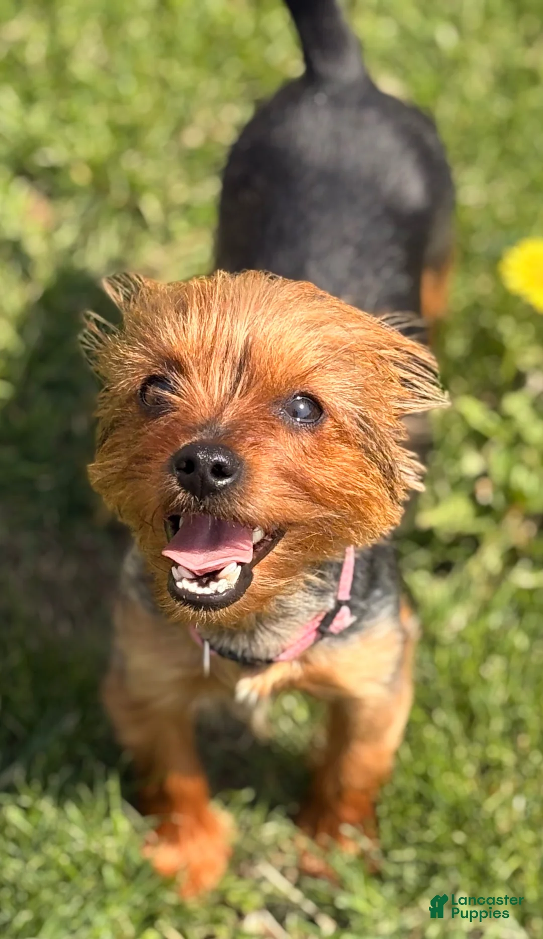 Chorkie dogs for sale: Chorkie Puppy 1 - Ad 3