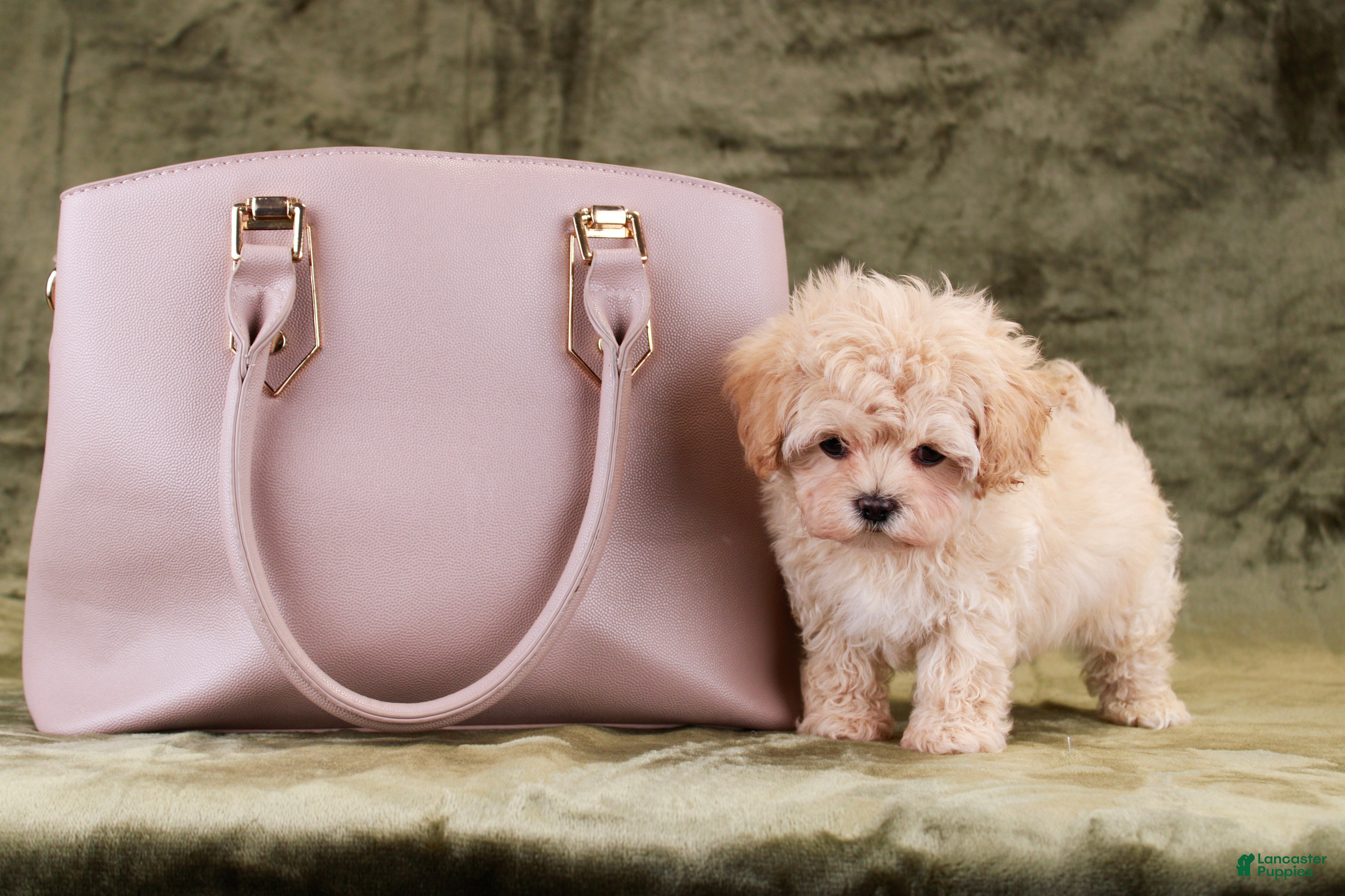 Maltipoo dogs Cricket - Ad 2