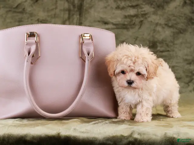 Maltipoo dogs Cricket - Ad 2