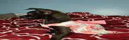 Chihuahua dogs for sale: 💞Chihuahua💞 - Ad 6
