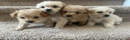 Maltipoo dogs for sale: Briana - Ad 25