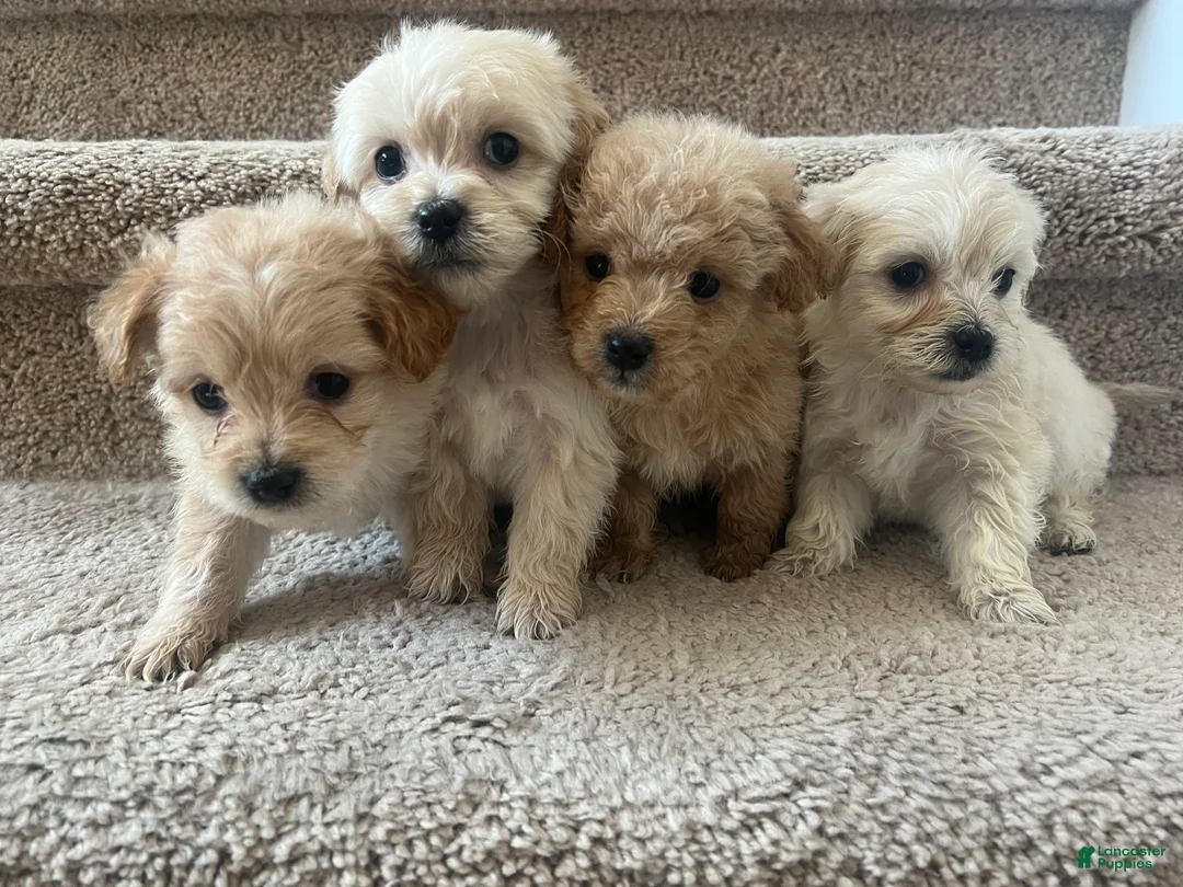 Maltipoo dogs for sale: Briana - Ad 25