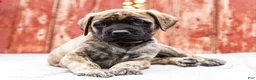 English Mastiff dogs for sale: Malcom - Ad 10