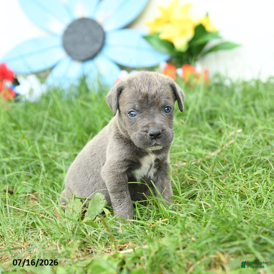 Cane Corso dogs Royal - Ad 1