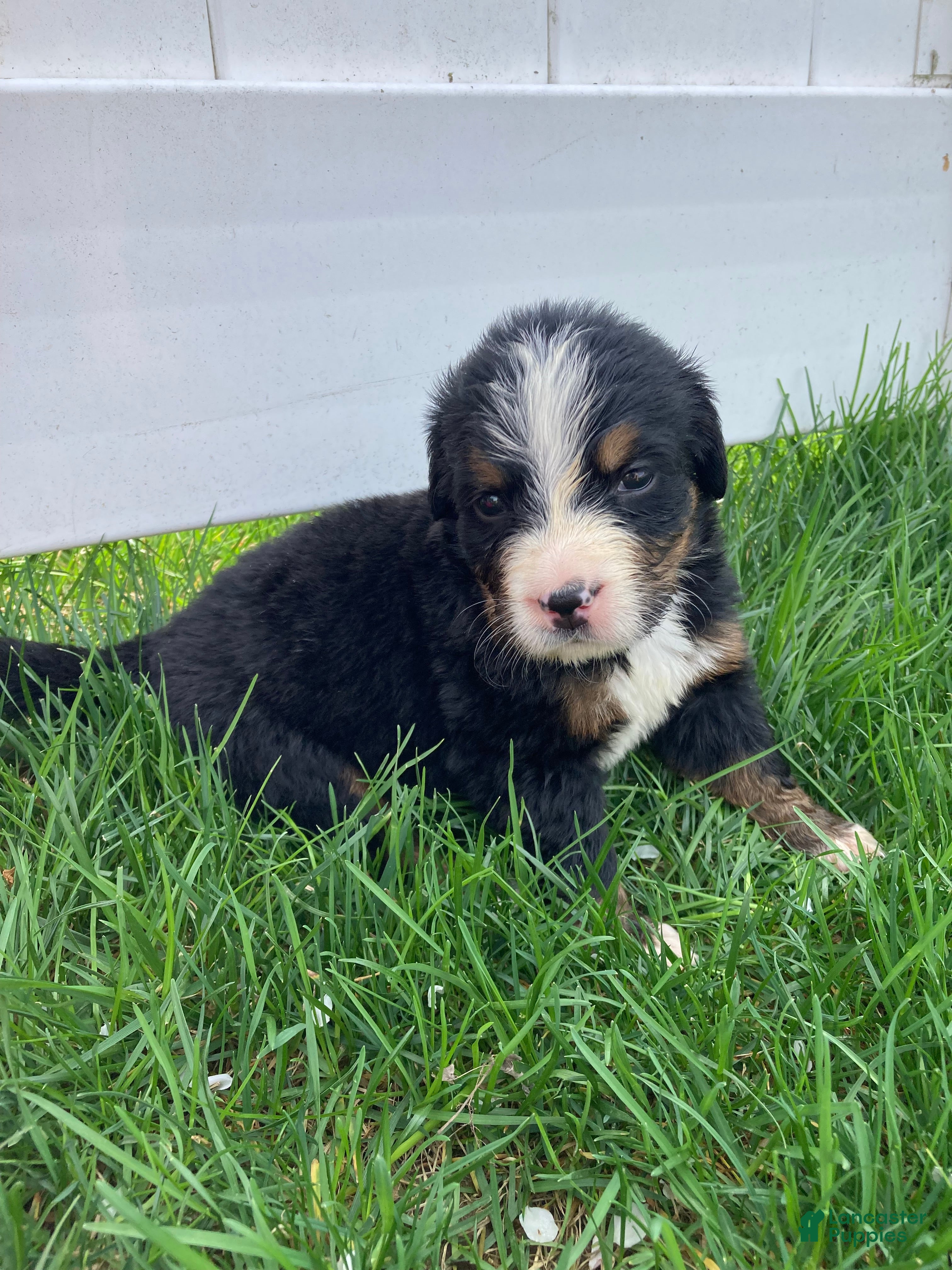 Bernese Mountain Dog dogs Hope - Ad 1