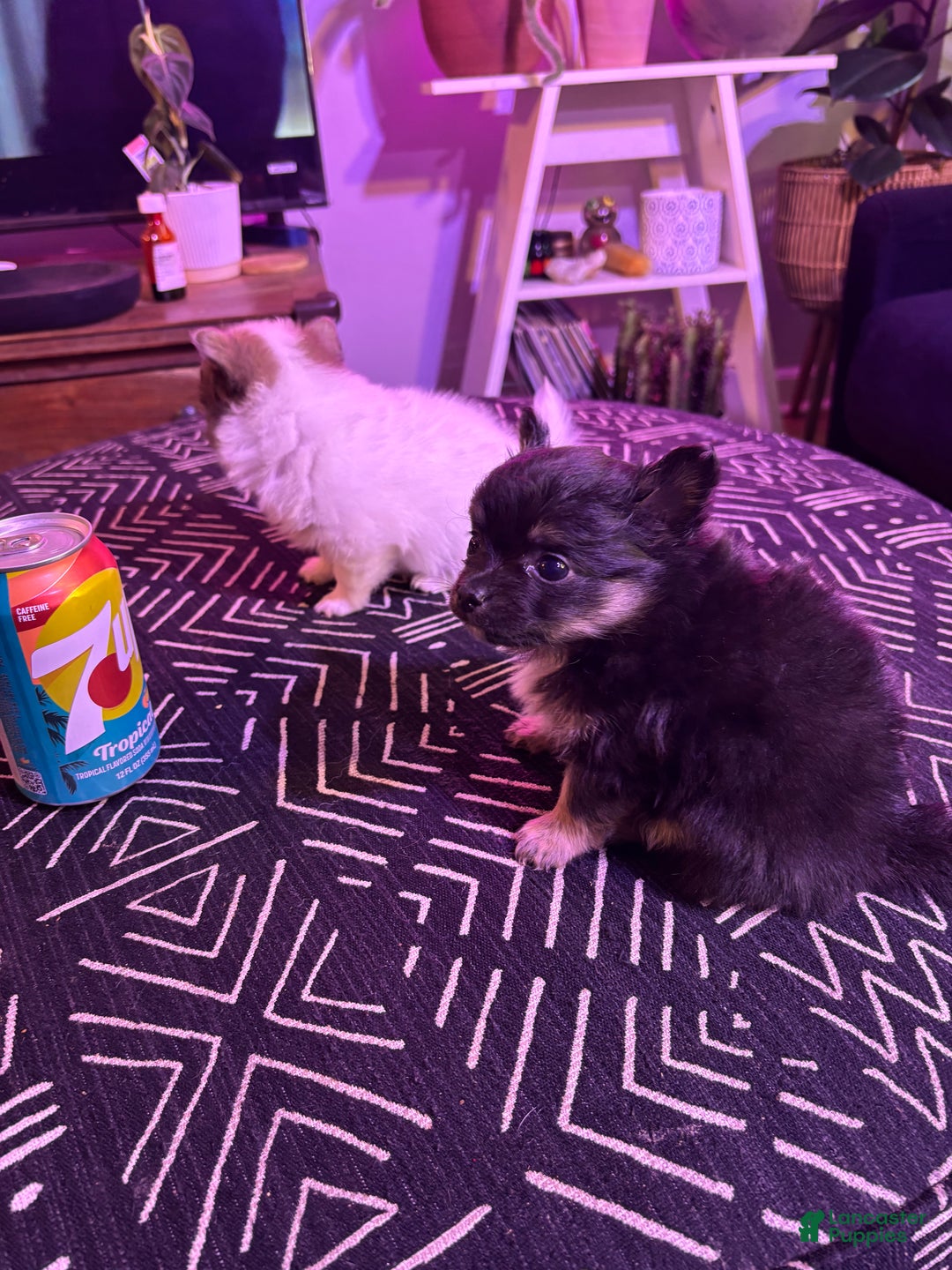 Pomchi dogs for sale: Pomchi Puppy 1 - Ad 5