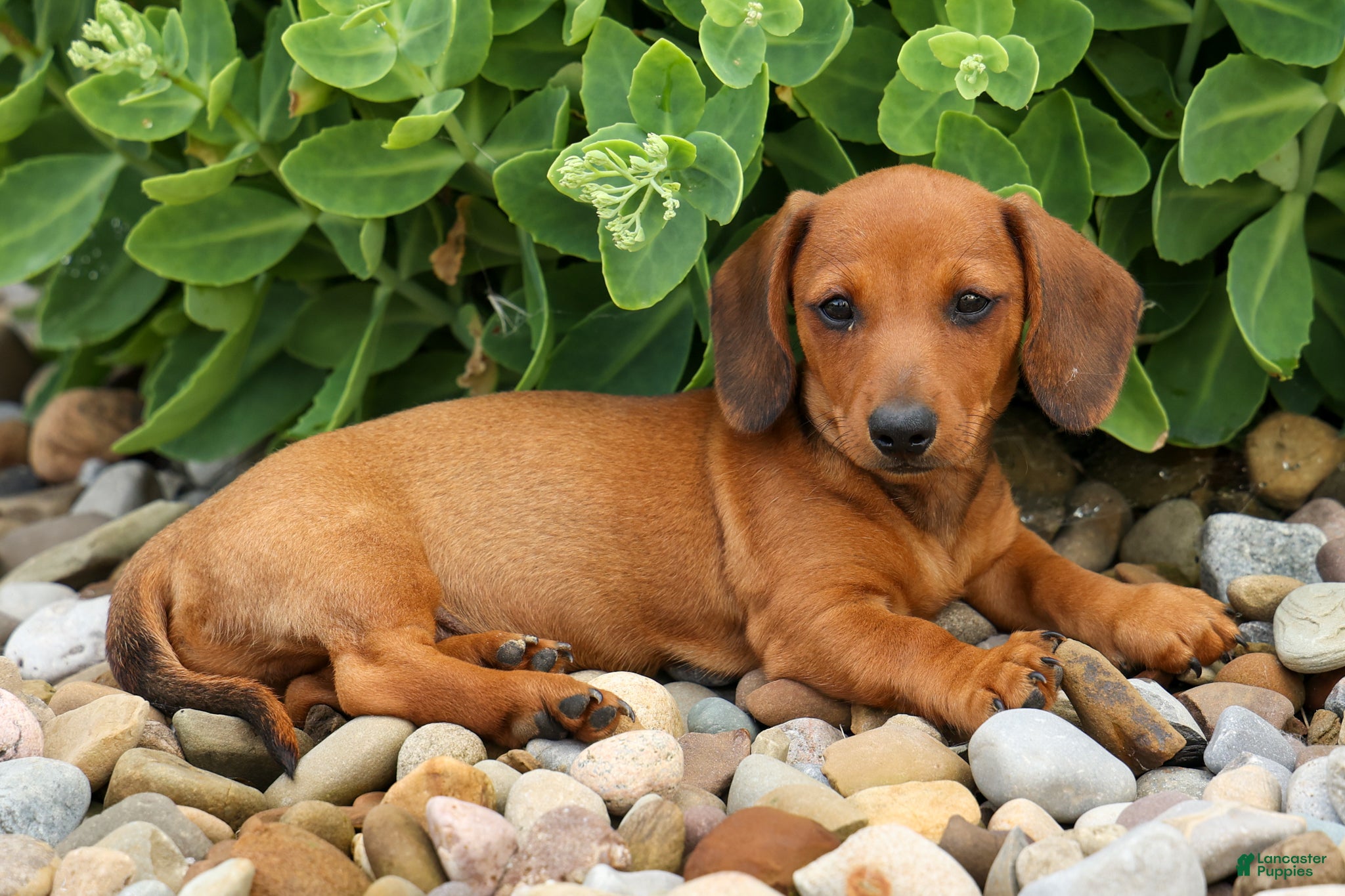 Miniature Dachshund dogs Scooter 🐾 - Ad 1