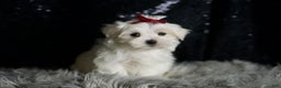 Maltese dogs for sale: Cloudpuff - Ad 3
