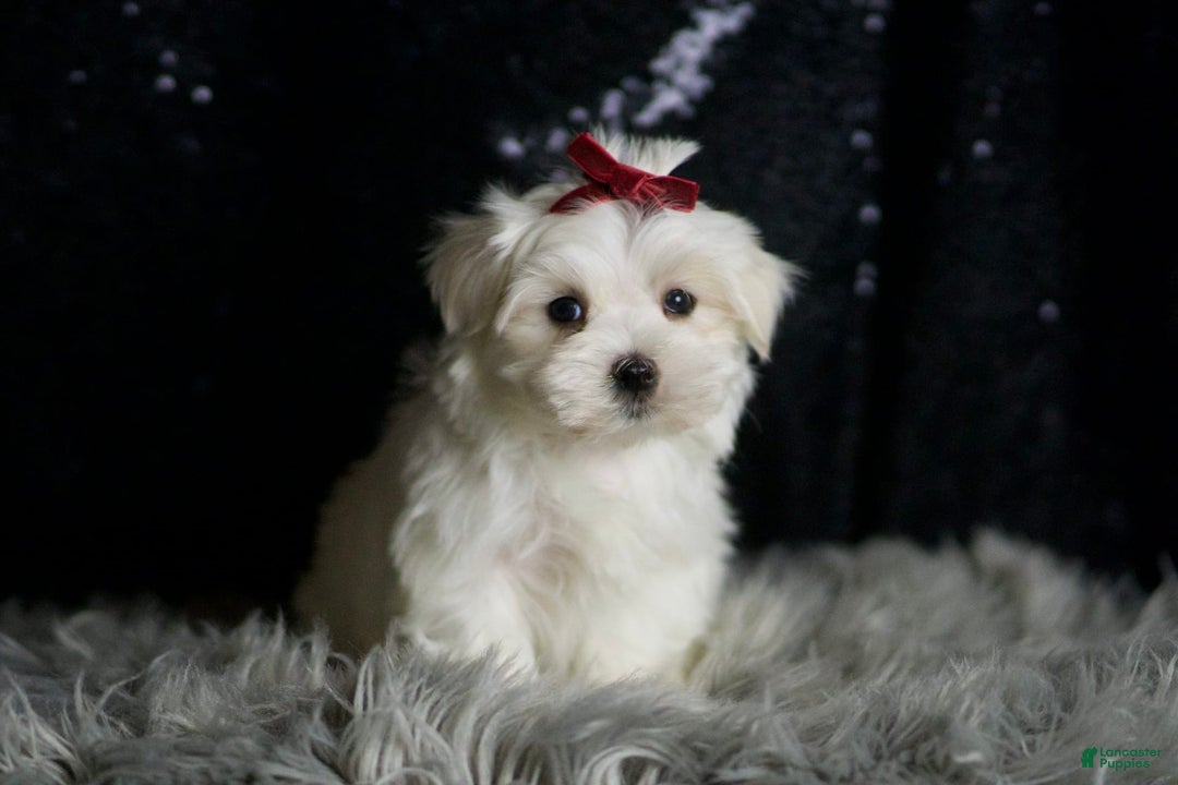 Maltese dogs for sale: Cloudpuff - Ad 3