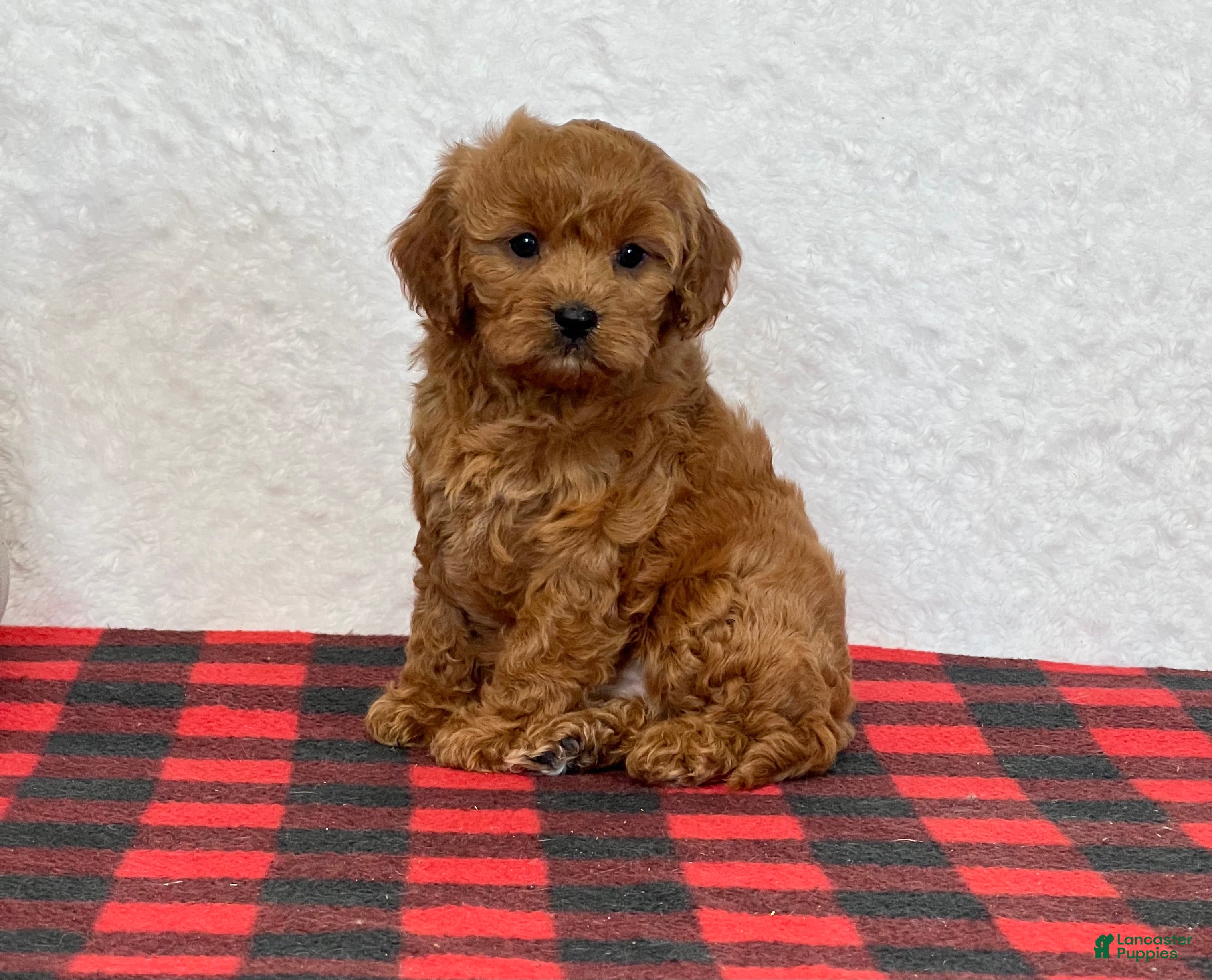 Cavapoo dogs Casey - Ad 2