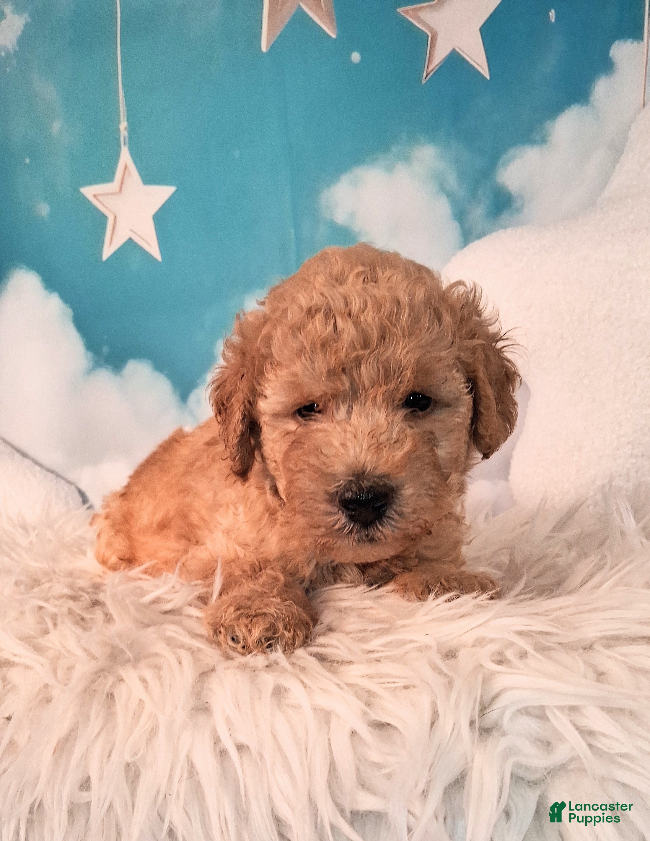 Mixed Breed dogs Maynard💙Petite Golden Sheltidoodle  - Ad 1