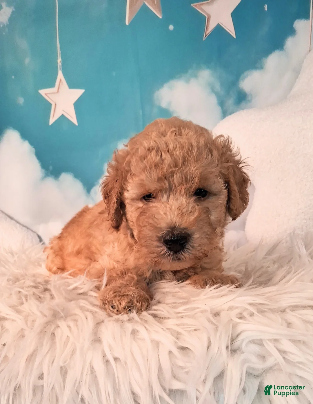 Mixed Breed dogs for sale: Maynard💙Petite Golden Sheltidoodle  - Ad 1