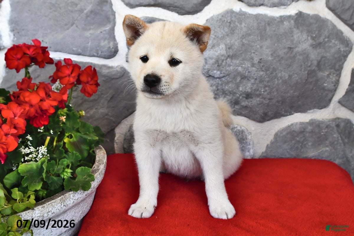 Shiba Inu dogs Oscar - Ad 2