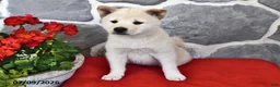 Shiba Inu dogs for sale: Oscar - Ad 2