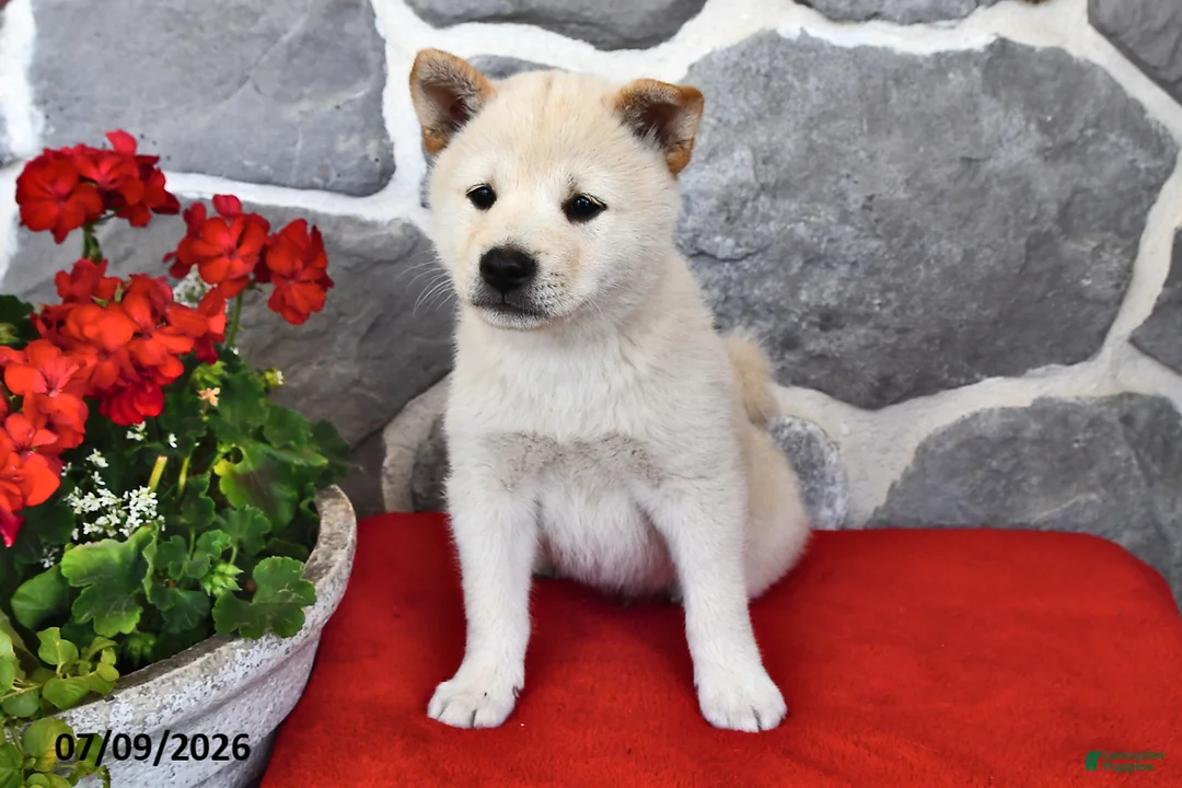 Shiba Inu dogs for sale: Oscar - Ad 2