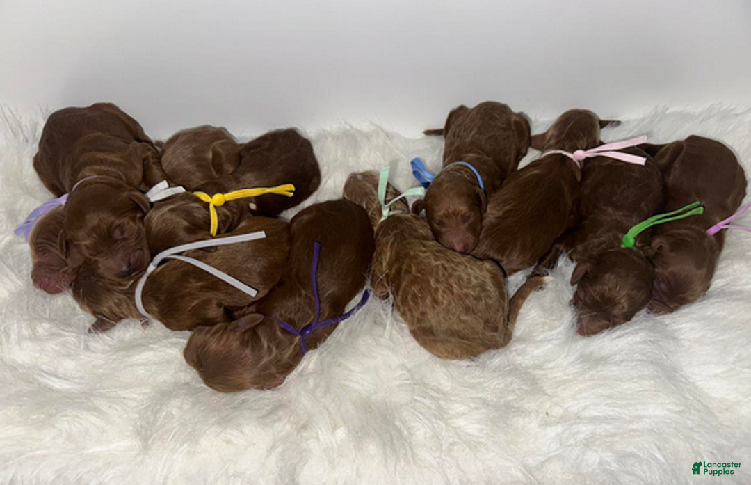 Goldendoodle dogs for sale: Girl 8 - Ad 4