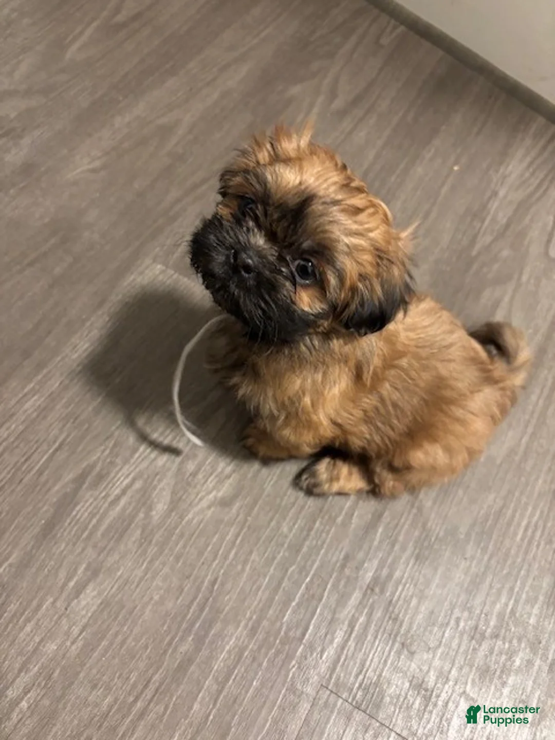 Shih Tzu dogs for sale: Shih Tzu Puppy - Wicket - Ad 3