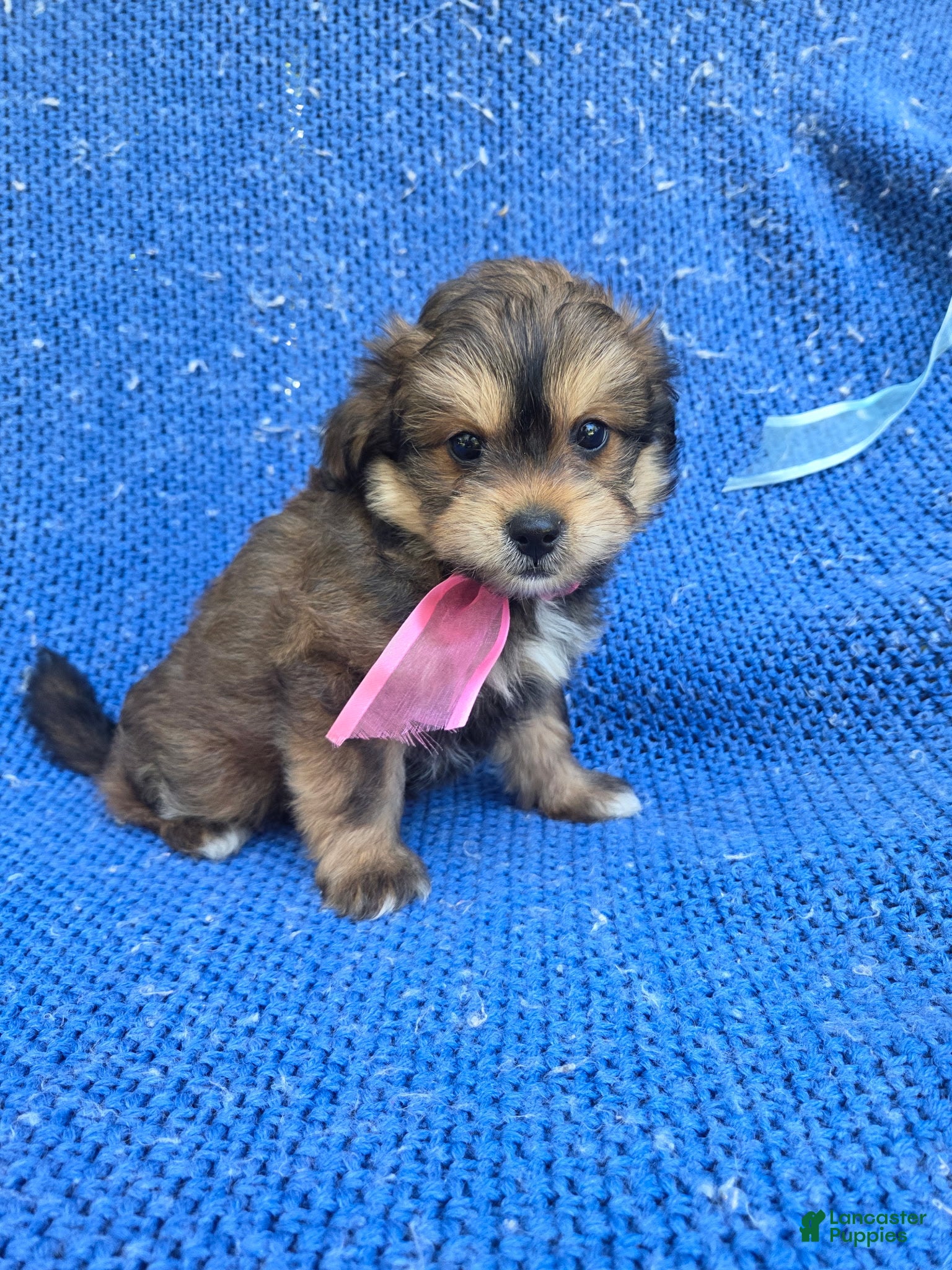 Maltipoo dogs Beth  - Ad 8