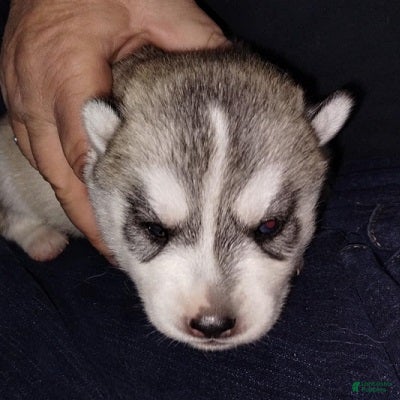 Siberian Husky dogs 2 Galadriel - Ad 1