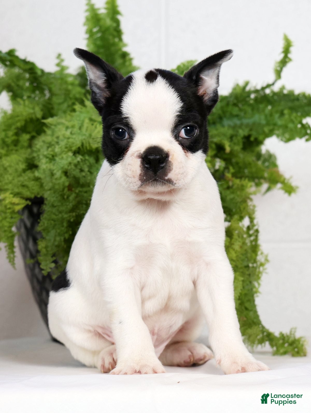 Boston Terrier dogs Jesse - Ad 2