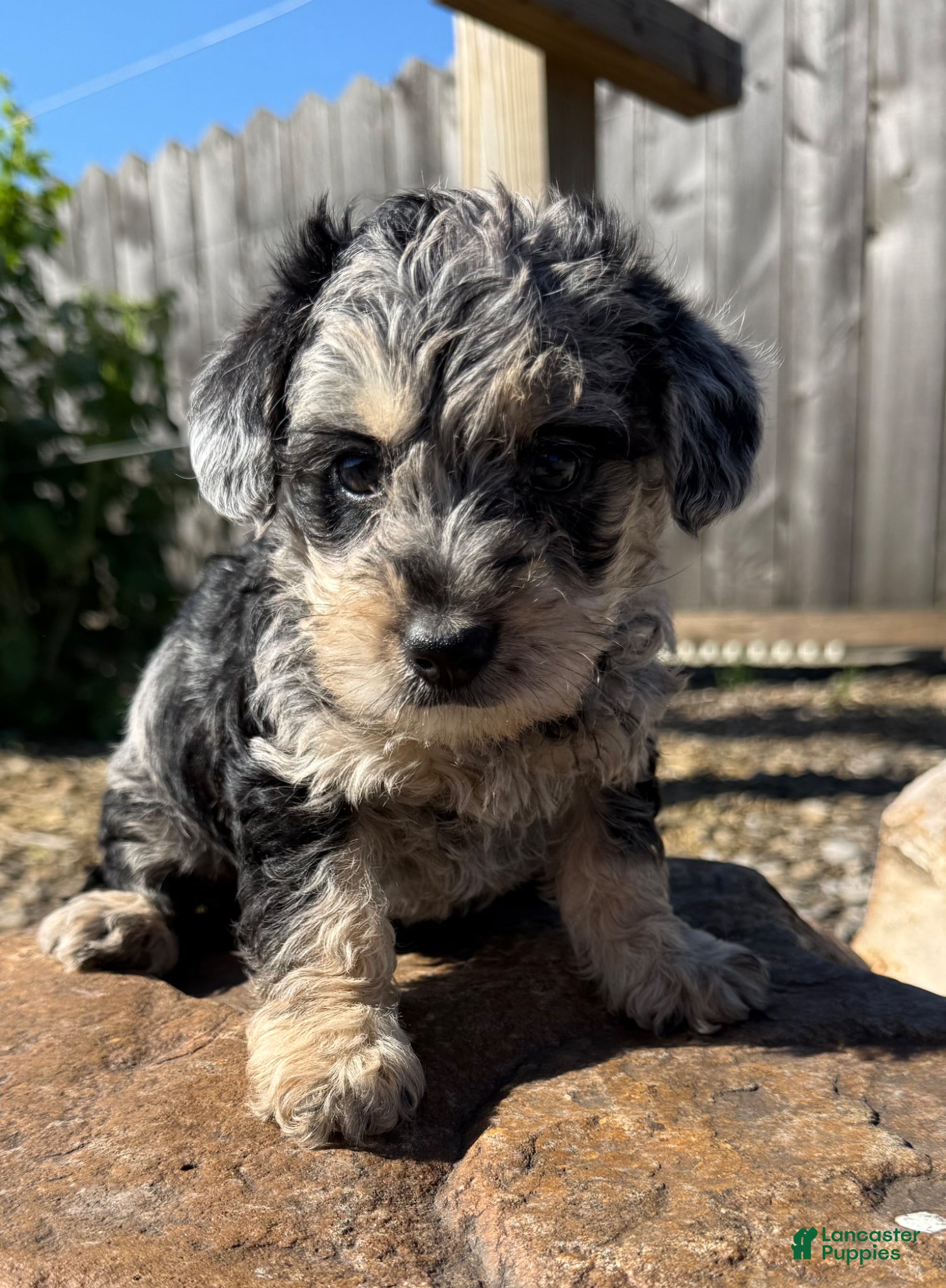 Schnoodle dogs Sonia - Ad 9