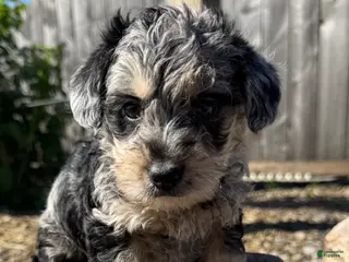 Schnoodle dogs Sonia - Ad 22